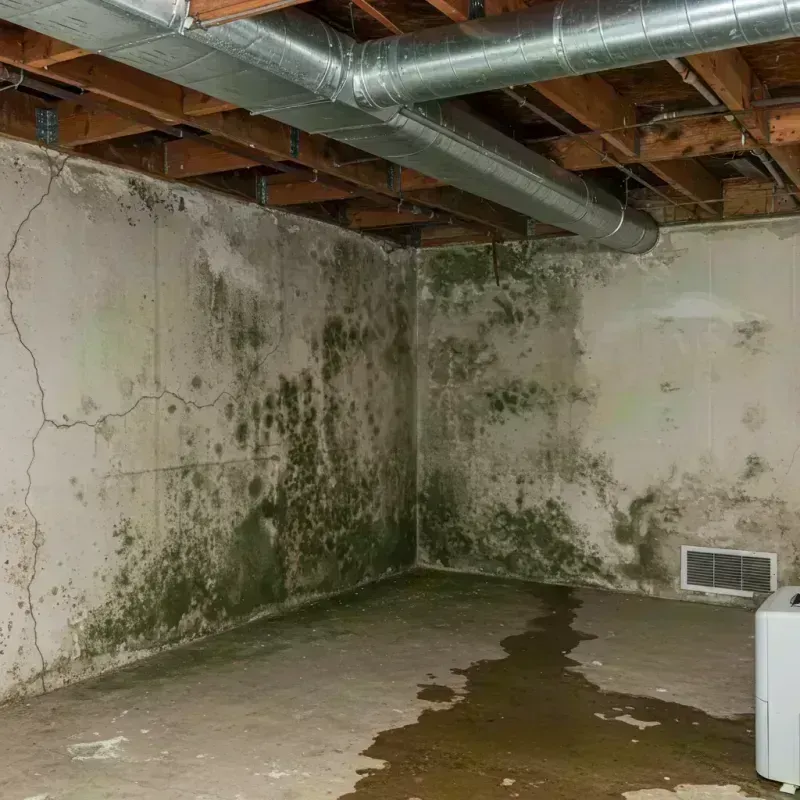 Professional Mold Removal in Monroe County, MO